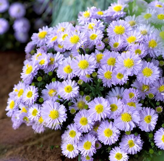 Spilvenveida ziemastere 'Compact Aqua'